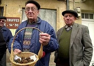 Truffe : le diamant noir à 450 euros le kg
