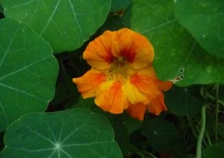 « Les ventes de produits phytosanitaires à destination des jardiniers ont baissé de 40% là où nous intervenons »