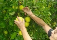 Giroussens : Les vergers du Moulin en pleines pommes