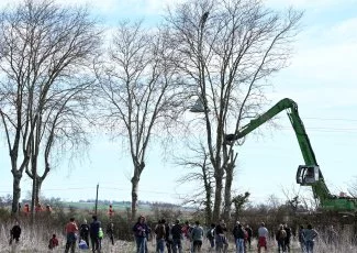 Sur un arbre perché