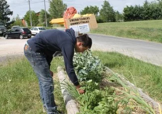 Les Incroyables Comestibles poussent dans nos rues