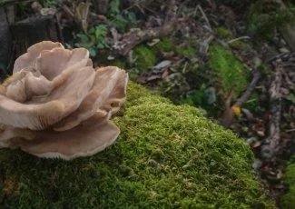 Depuis le Lauragais, Fungus Sapiens vise la fabrication de biomatériaux à partir de champignons