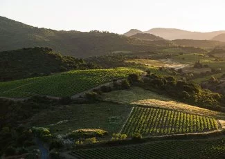Dans l'Aude, l'appellation Fitou cultive sa différence depuis 75 ans