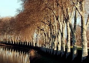 Rapport Chatillon : 200 millions pour les platanes et un nouvel élan pour le Canal du Midi