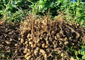 Menguy's fait le pari d'une filière de cacahuètes françaises valorisée dans le Tarn