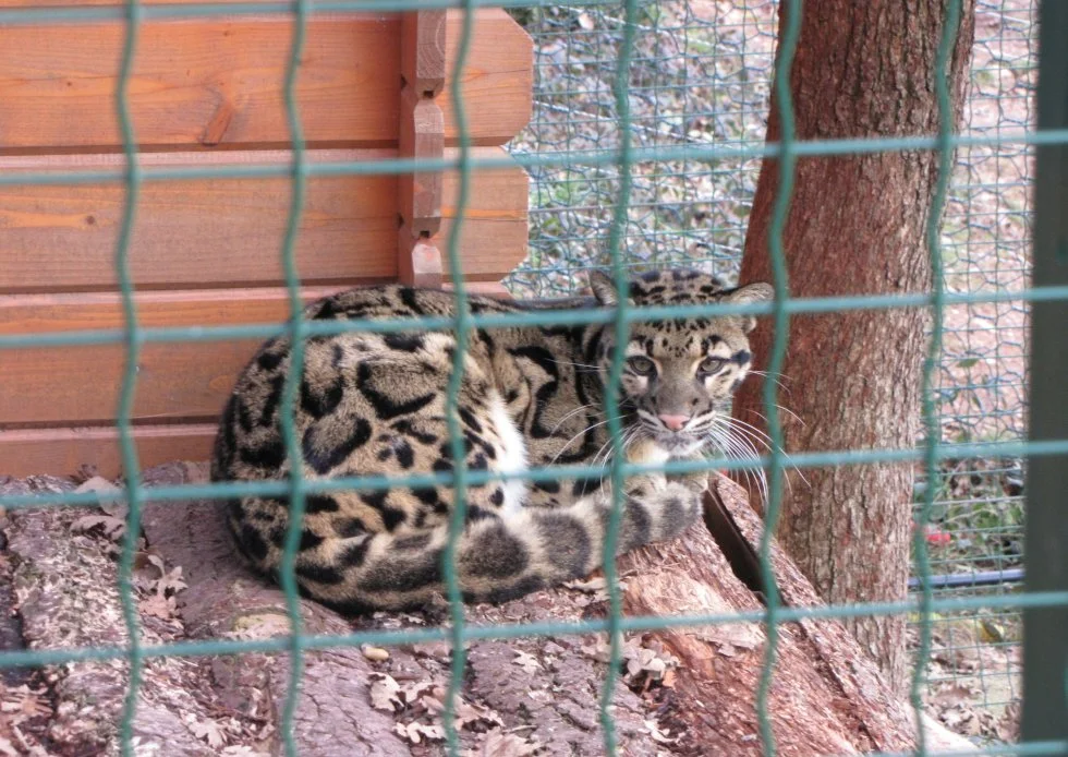 Dans le Tarn, la fin annoncée du zoo des Trois Vallées