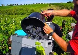 Deux investisseurs parisiens dans le capital de Mesvignes.com