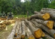 IF consultant lance le bois à façon unique, au coeur de la forêt de Giroussens