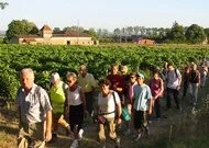 Le Gaillac Primeur prépare sa sortie des vignobles tarnais