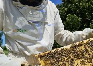 Accompagnée par Syselec, Apisolis espère faire son miel avec son enfumoir écologique 