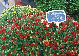 Avis de décès pour les chrysanthèmes