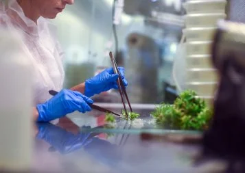 Agronomie. Vitropic a la banane et crée une filiale de recherche