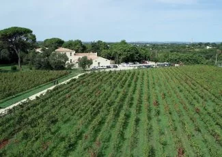 Bio, incendie, juridique... Les vignerons font preuve de résilience pour se développer