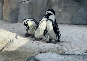 La scandaleuse vie sexuelle des animaux et des plantes, une expo loin d'être classée X