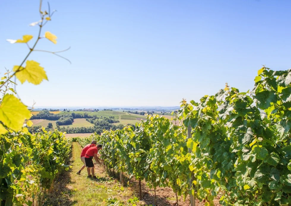 Baisse annoncée des vendanges dans le Gaillacois 