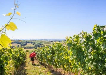 Baisse annoncée des vendanges dans le Gaillacois 